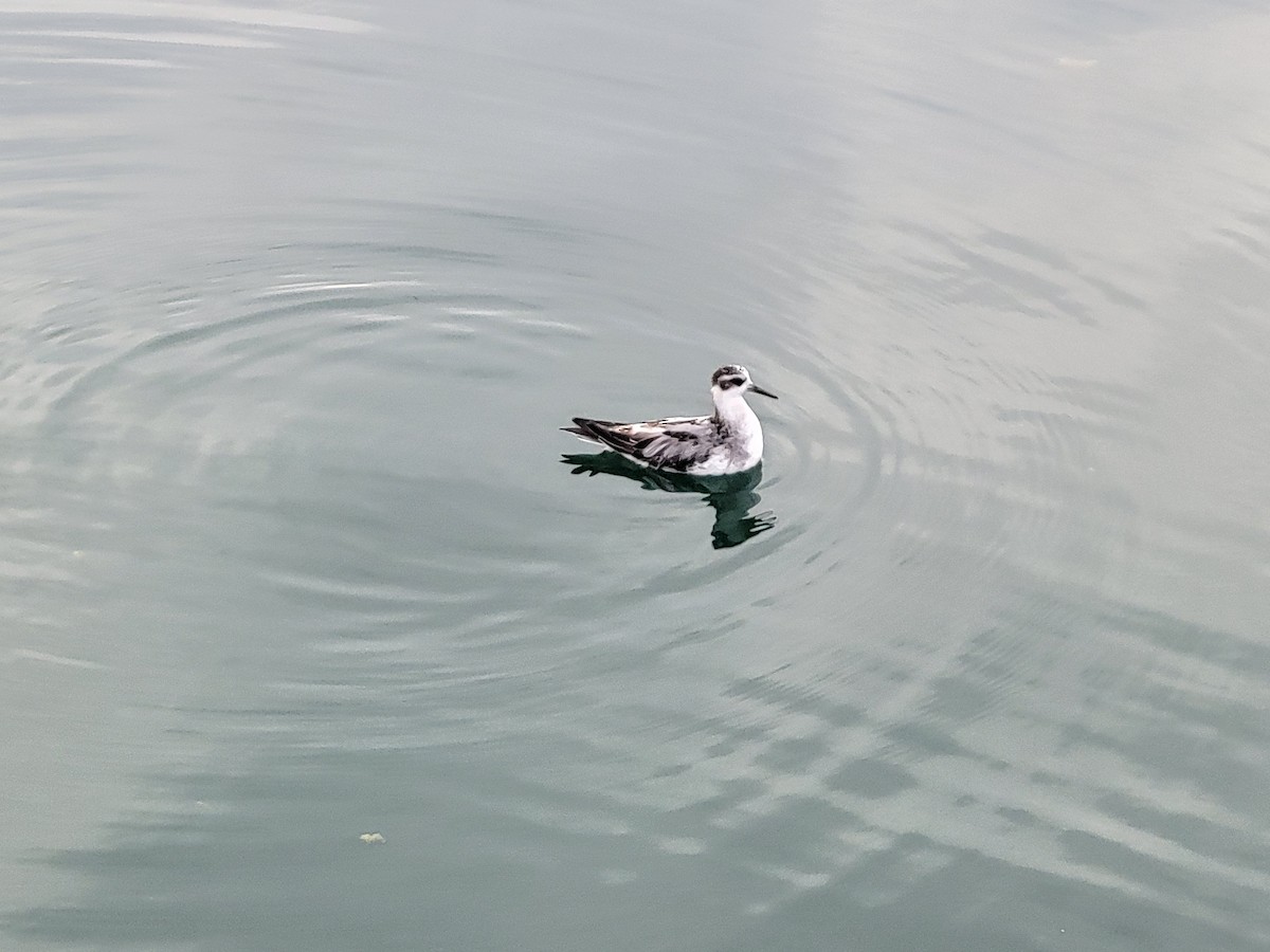 Red Phalarope - ML642991626