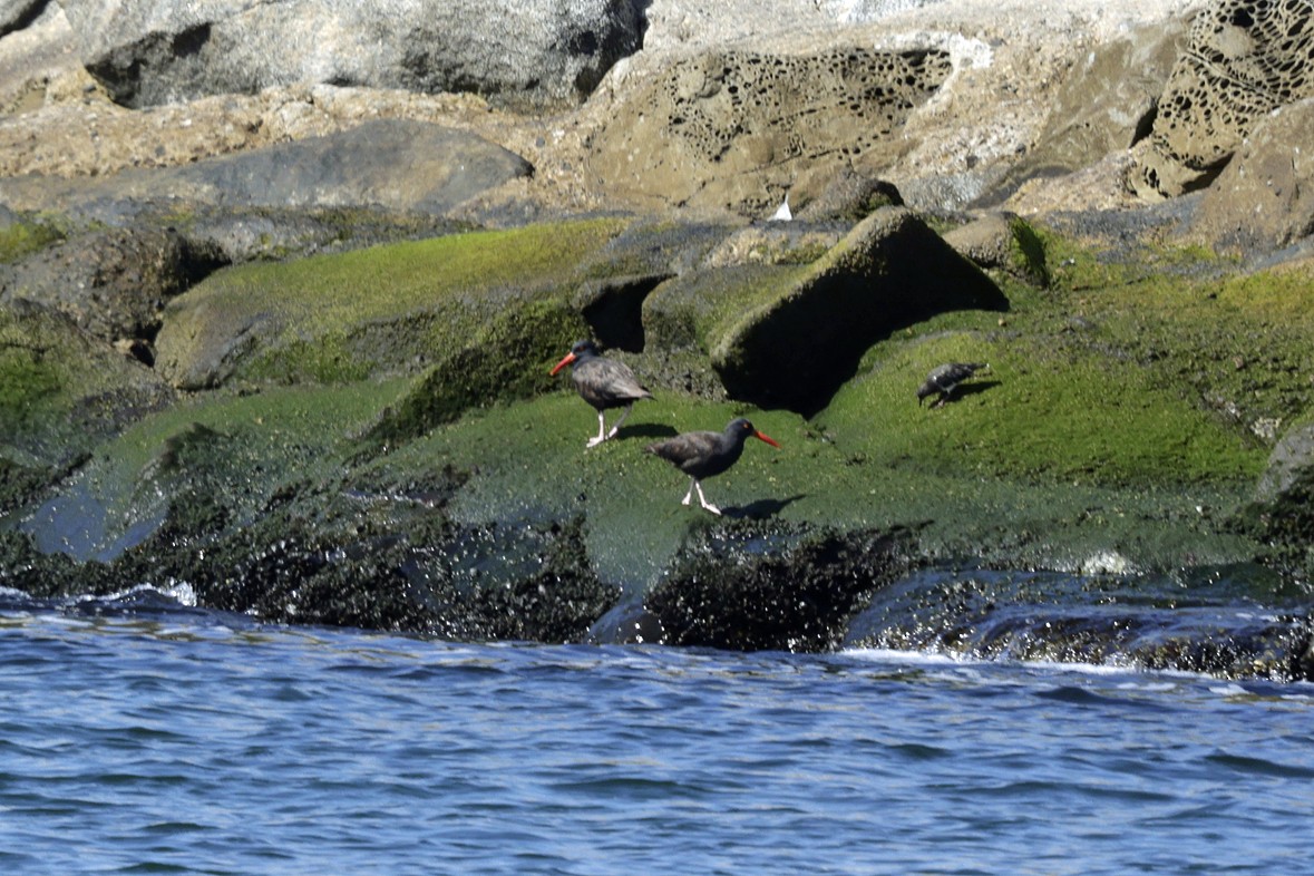 Black Oystercatcher - ML642991638