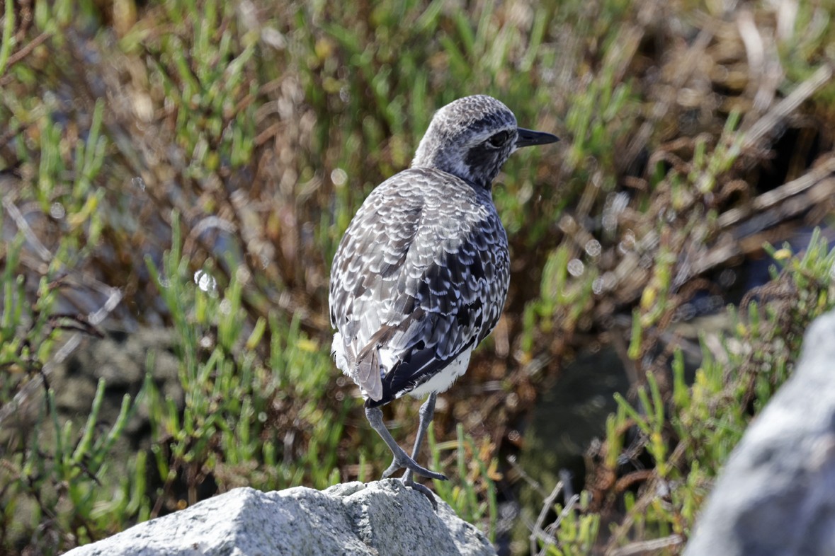 Black-bellied Plover - ML642991657