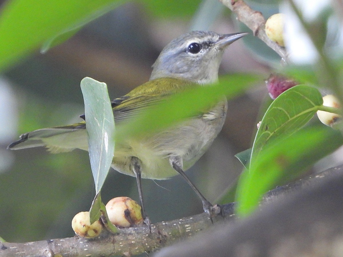 Tennessee Warbler - ML642991659