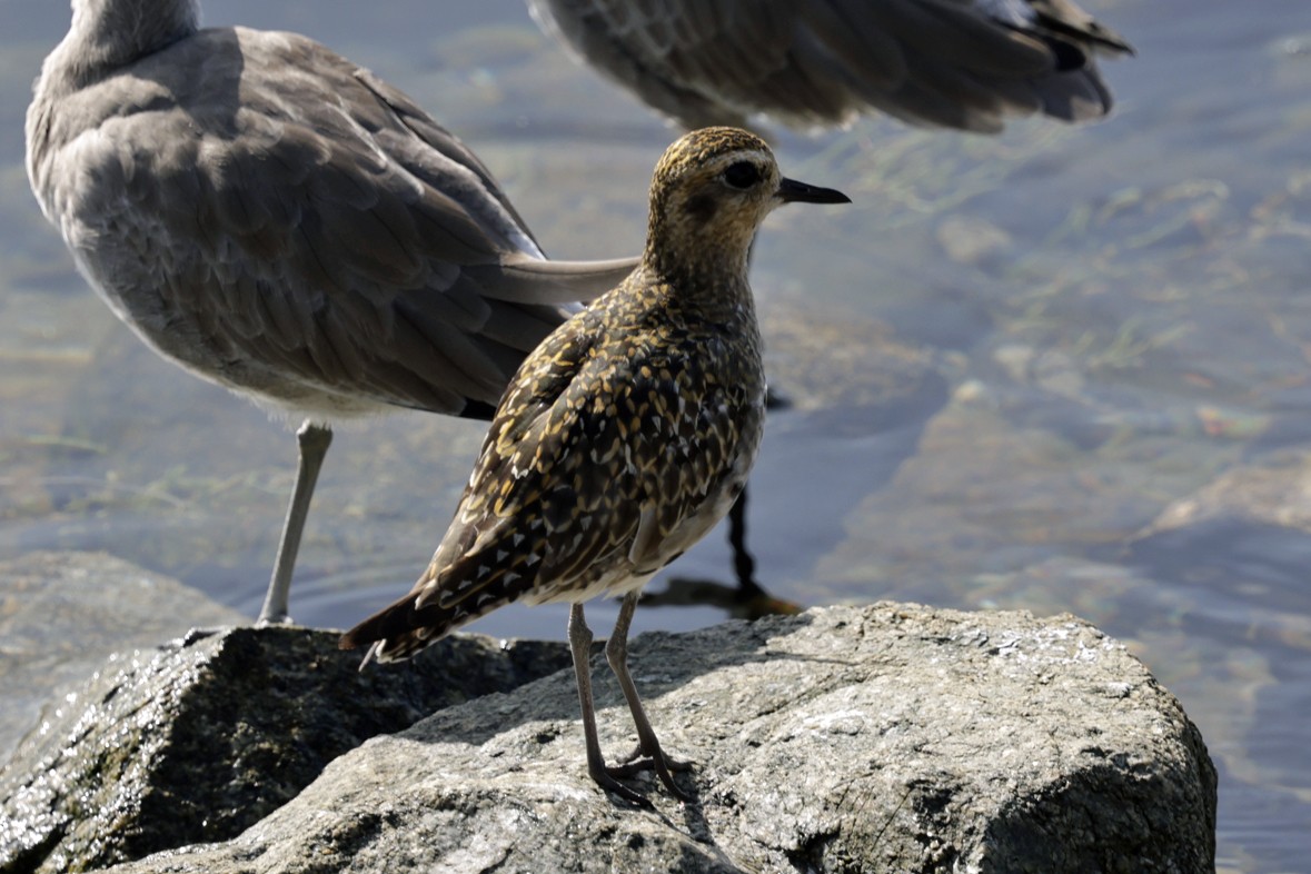 Pacific Golden-Plover - ML642991672