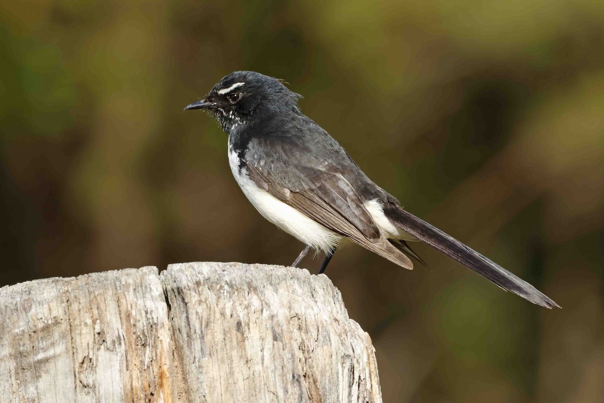 Willie-wagtail - ML642991675