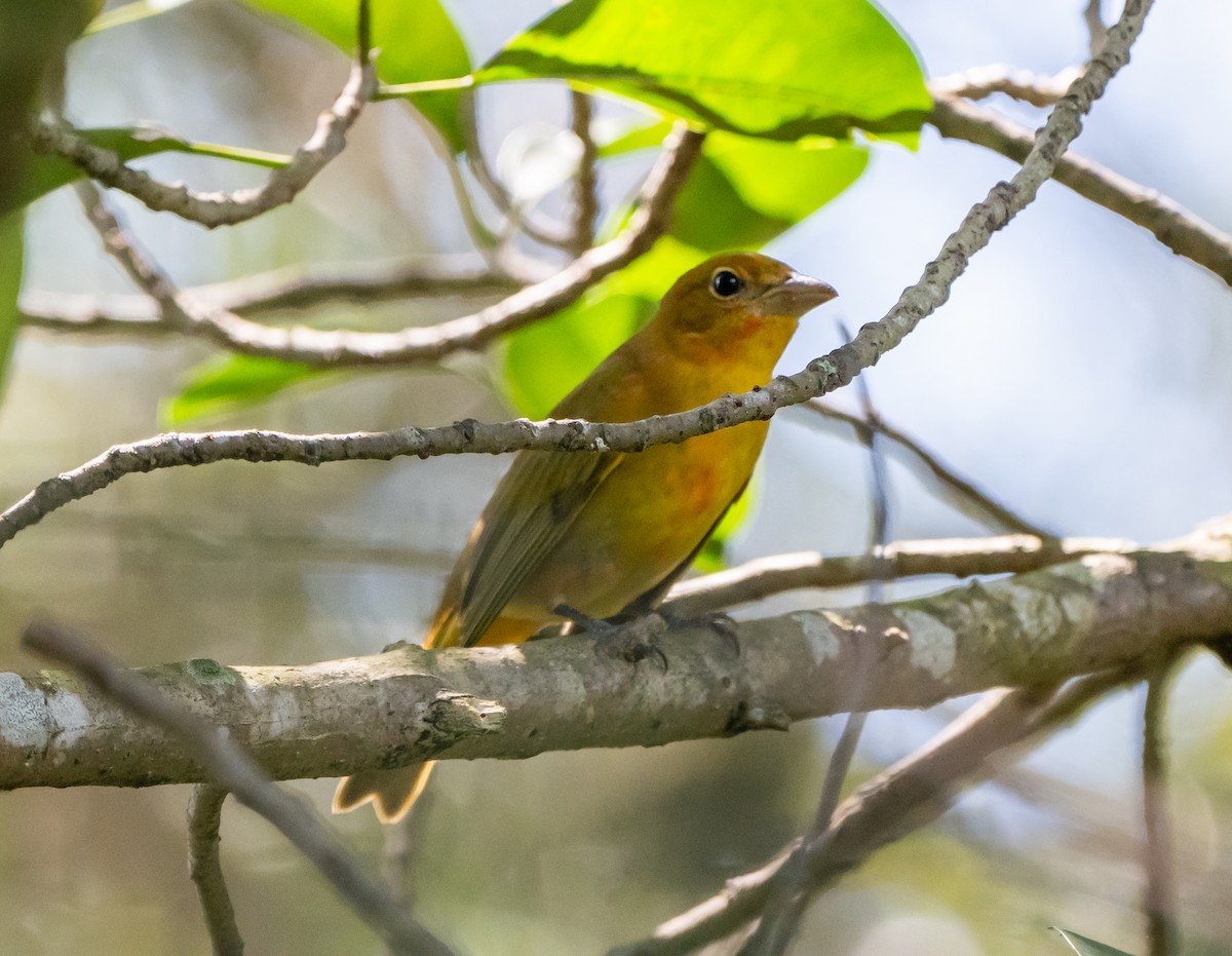 Summer Tanager - ML642991685
