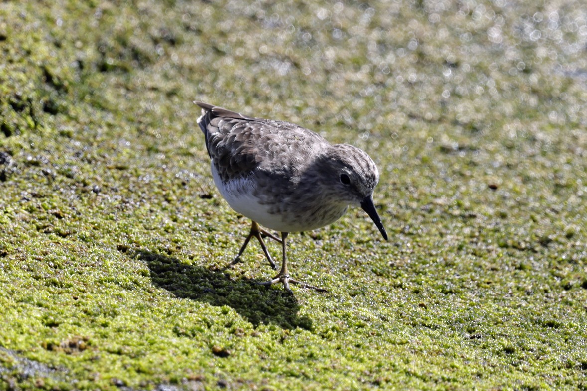 Least Sandpiper - ML642991691