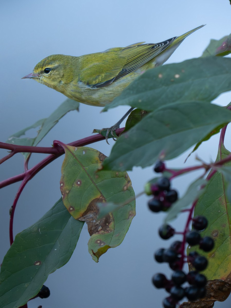 Tennessee Warbler - ML642991692