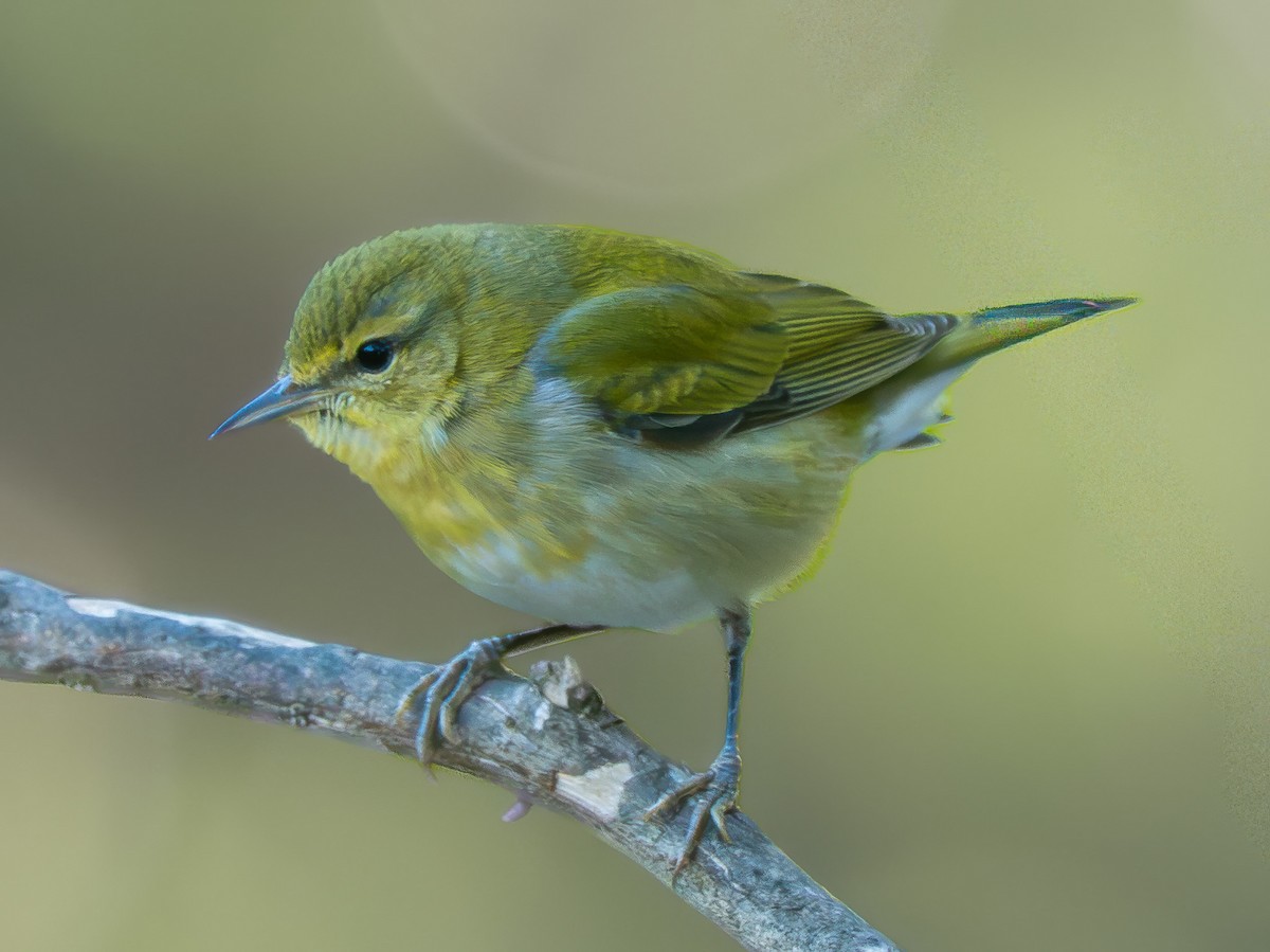 Tennessee Warbler - ML642991702