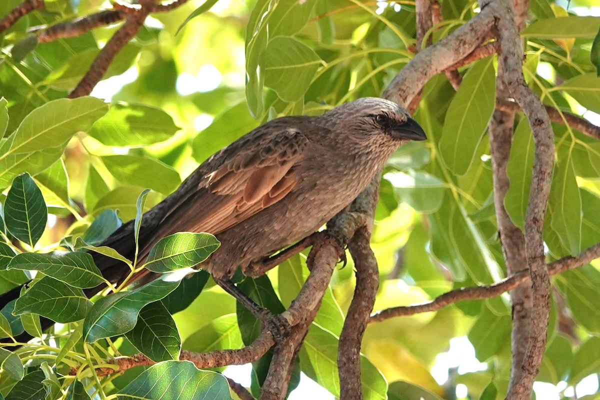 Apôtre gris - ML642991747