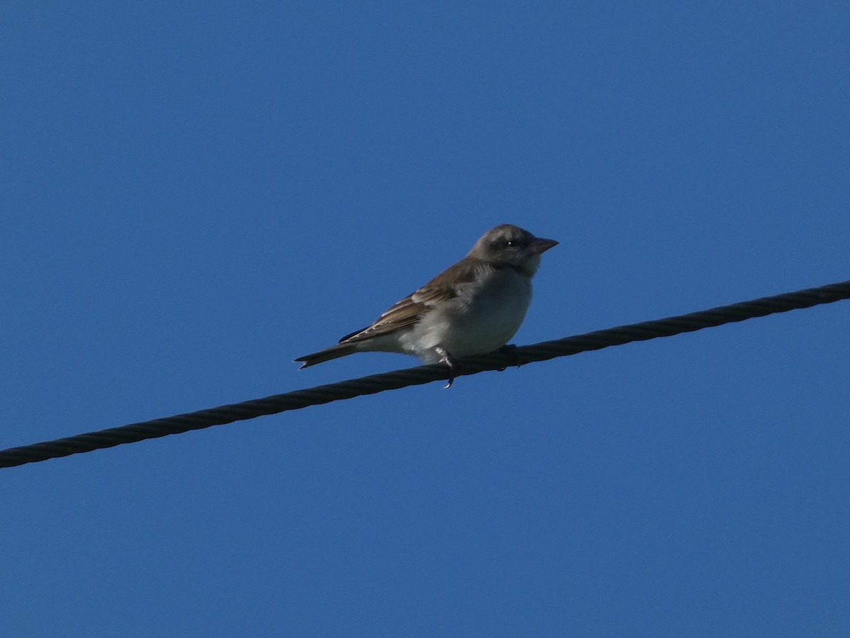 Yellow-throated Sparrow - ML642991773