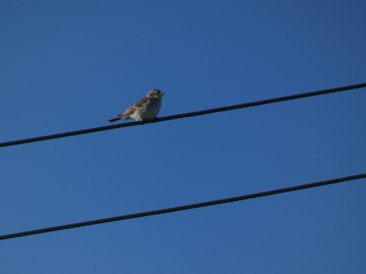 Yellow-throated Sparrow - ML642991775