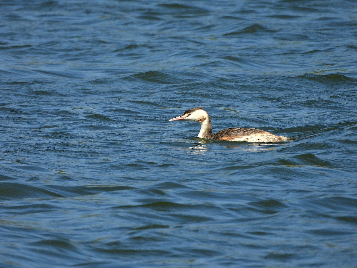 Great Crested Grebe - ML642991780