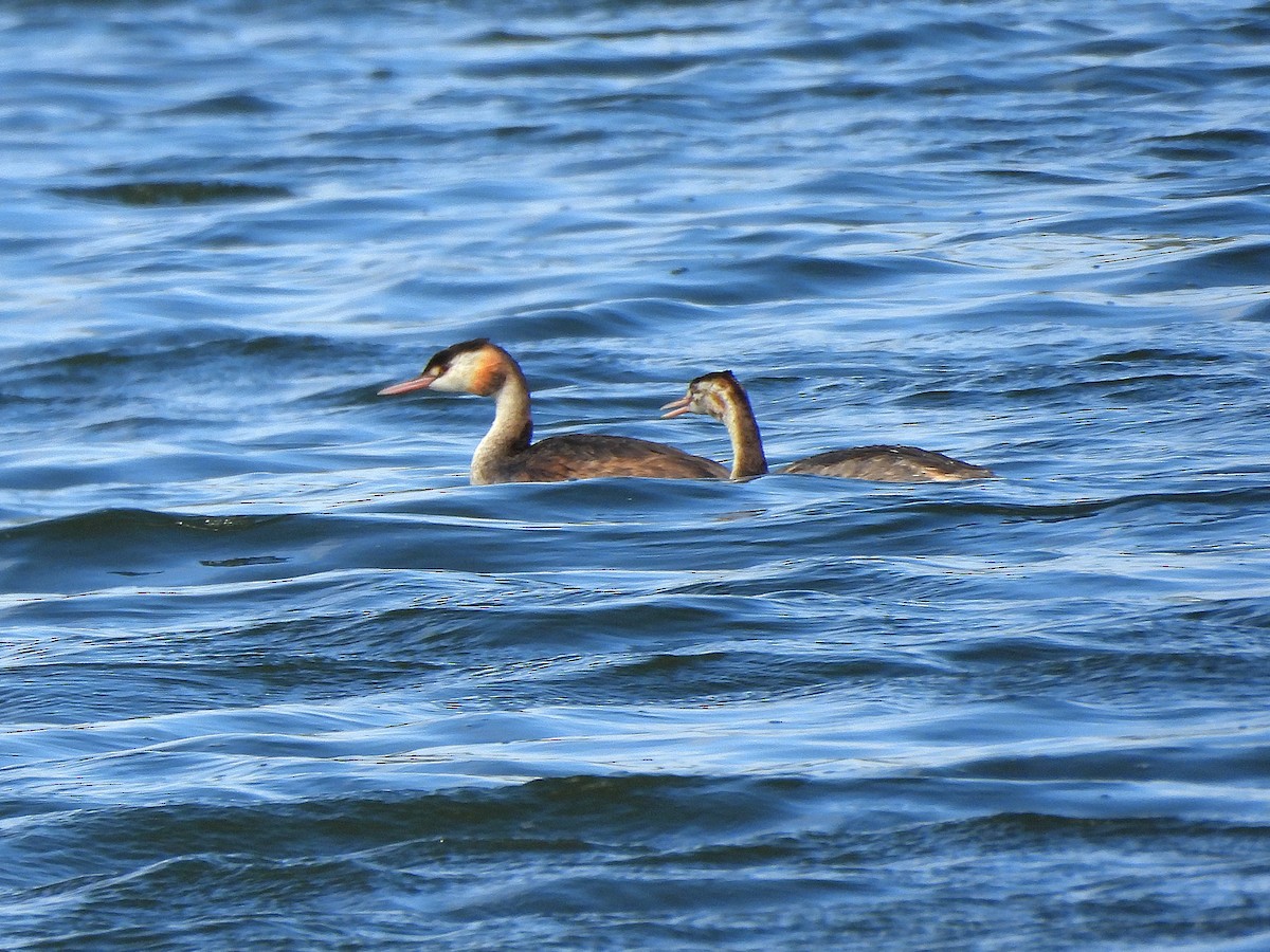 Great Crested Grebe - ML642991782