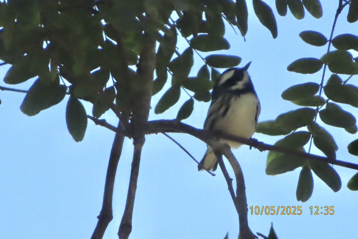 gråparula - ML642991794