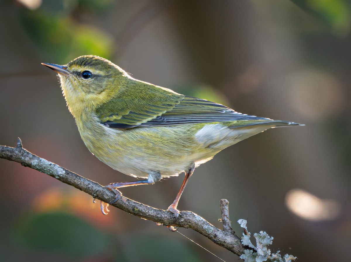 Tennessee Warbler - ML642991797
