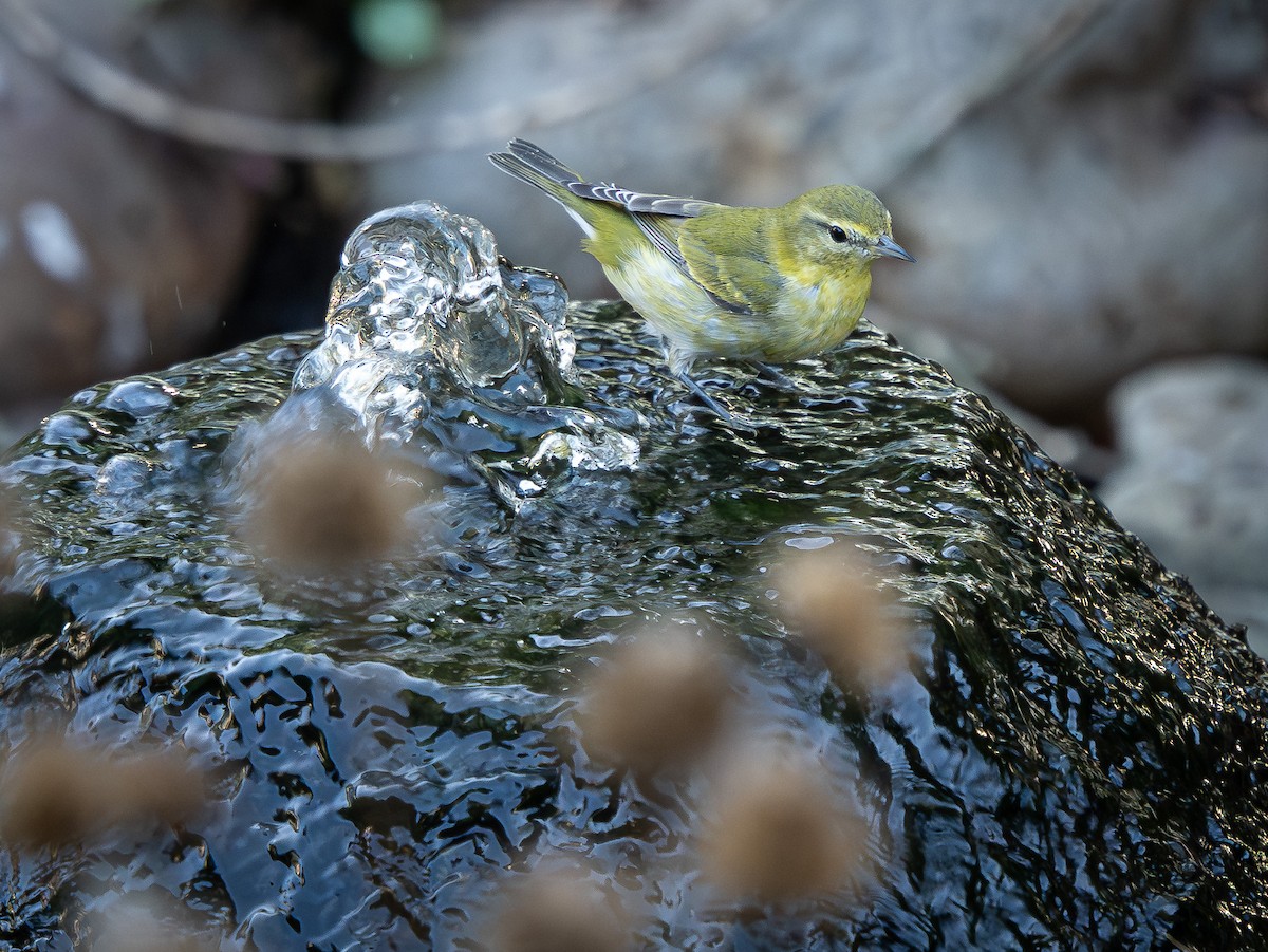 Tennessee Warbler - ML642991805