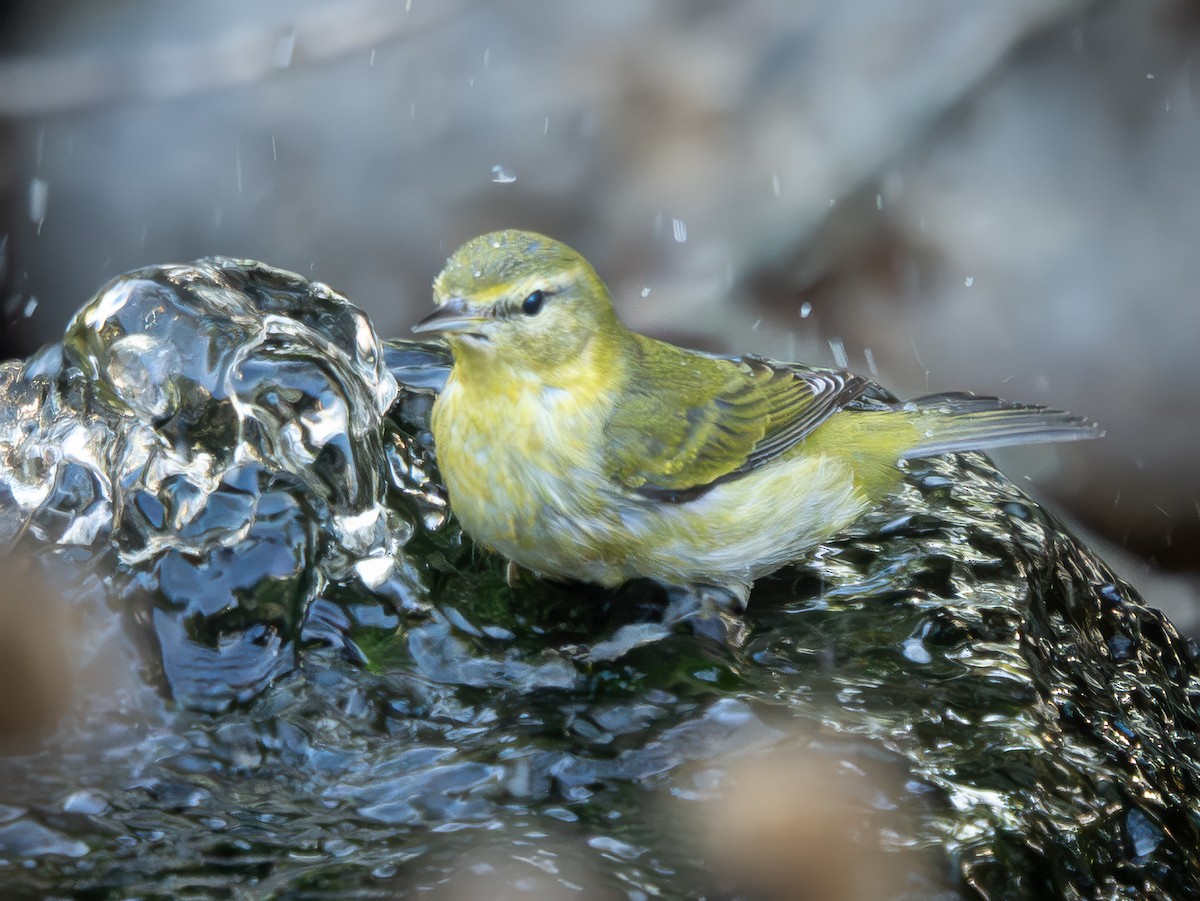 Tennessee Warbler - ML642991808