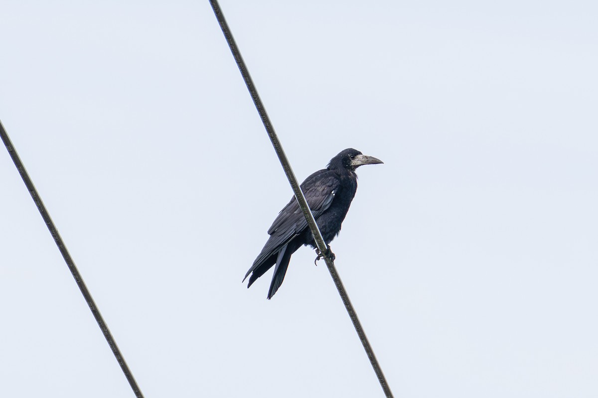 Rook - ML642991809