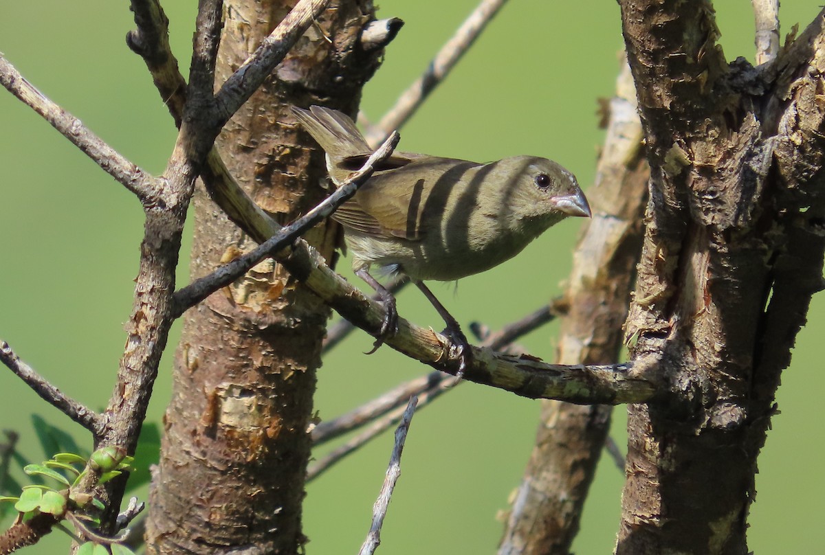 Black-faced Grassquit - ML642991815