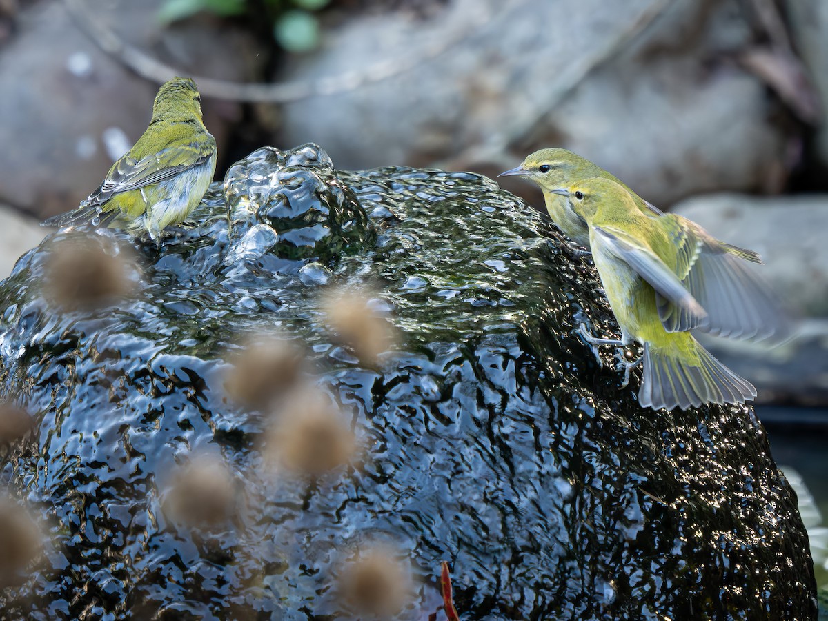 Tennessee Warbler - ML642991818