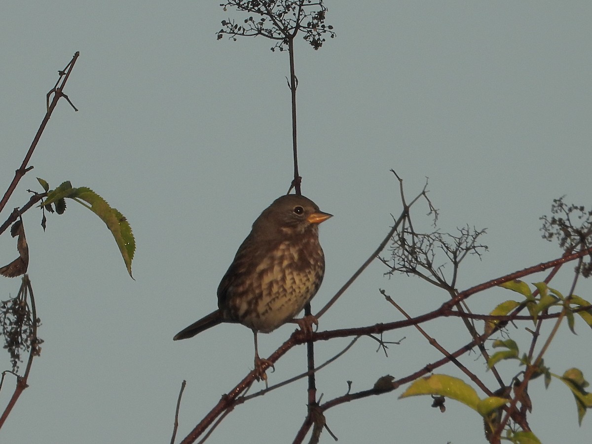 Fox Sparrow (Sooty) - ML642991819