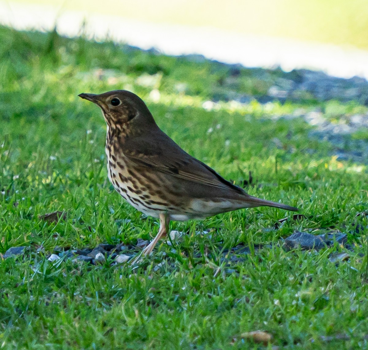 Song Thrush - ML642991841