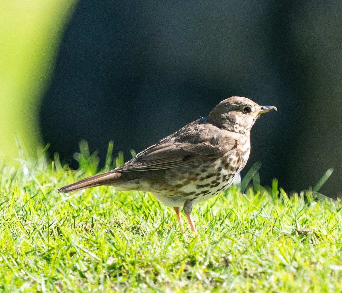 Song Thrush - ML642991842