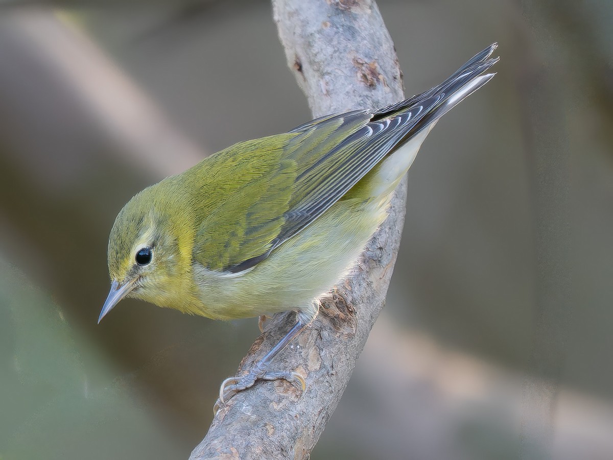 Tennessee Warbler - ML642991854