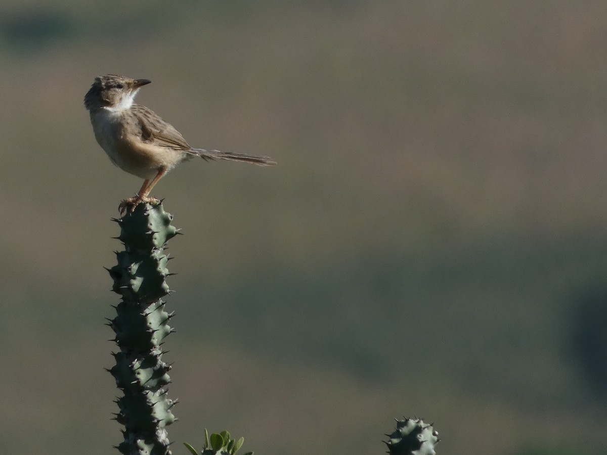 Common Babbler - ML642991872