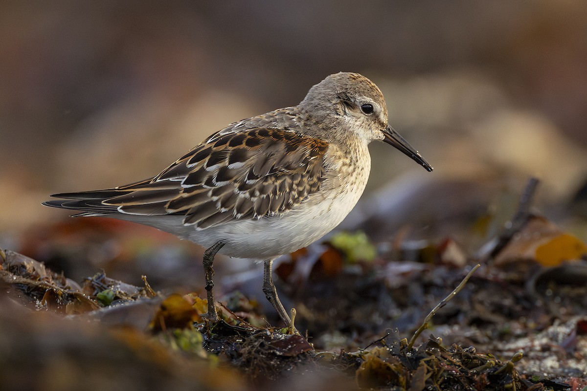 White-rumped Sandpiper - ML642991873