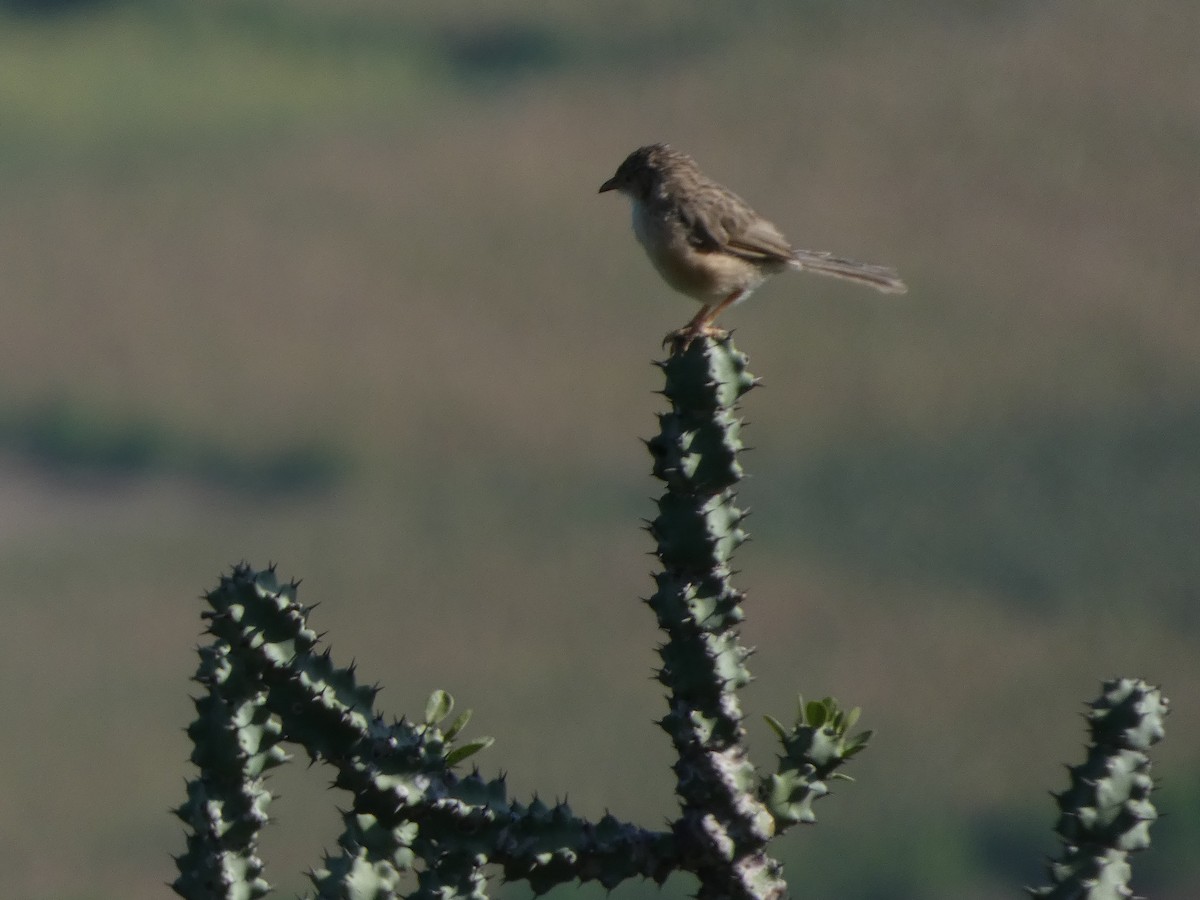 Common Babbler - ML642991874