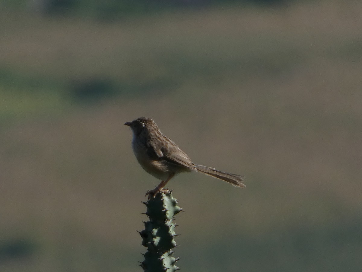 Common Babbler - ML642991875