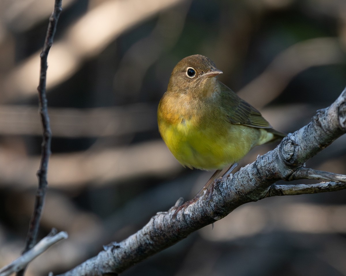 Connecticut Warbler - ML642991958