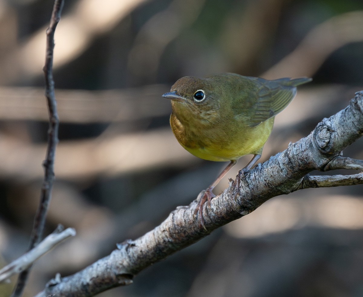 Connecticut Warbler - ML642991959
