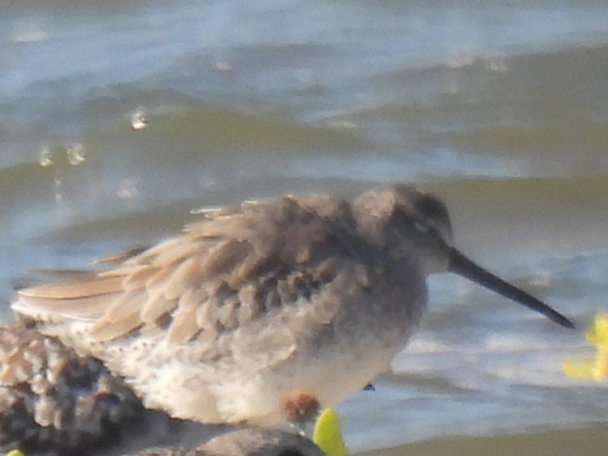 Short-billed Dowitcher - ML642991960