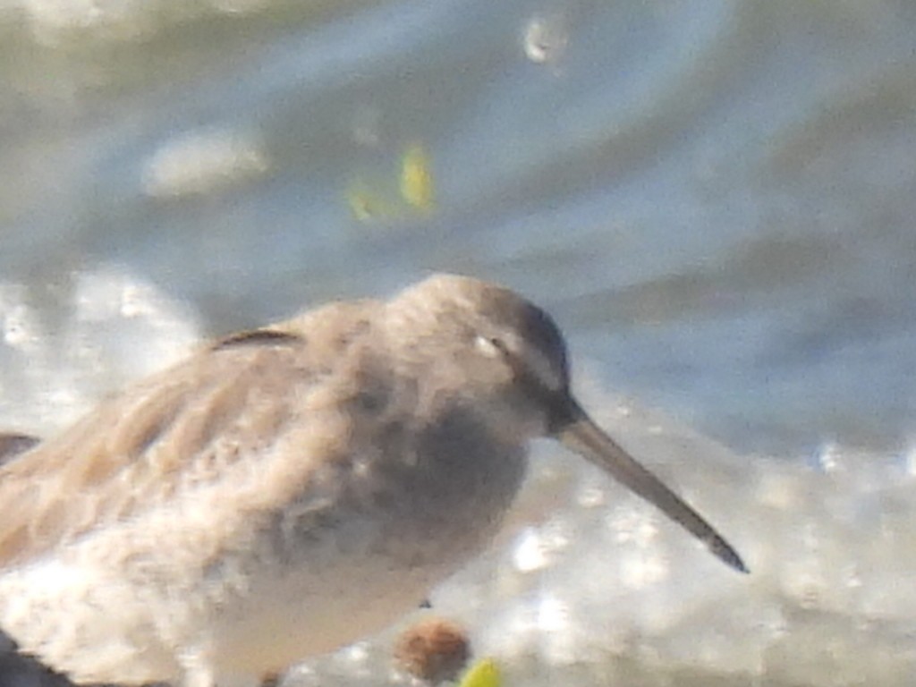 Short-billed Dowitcher - ML642991963