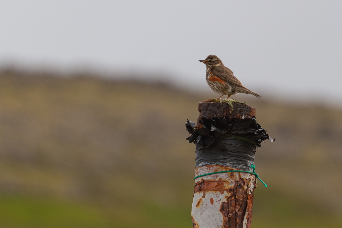 Redwing - ML642991982