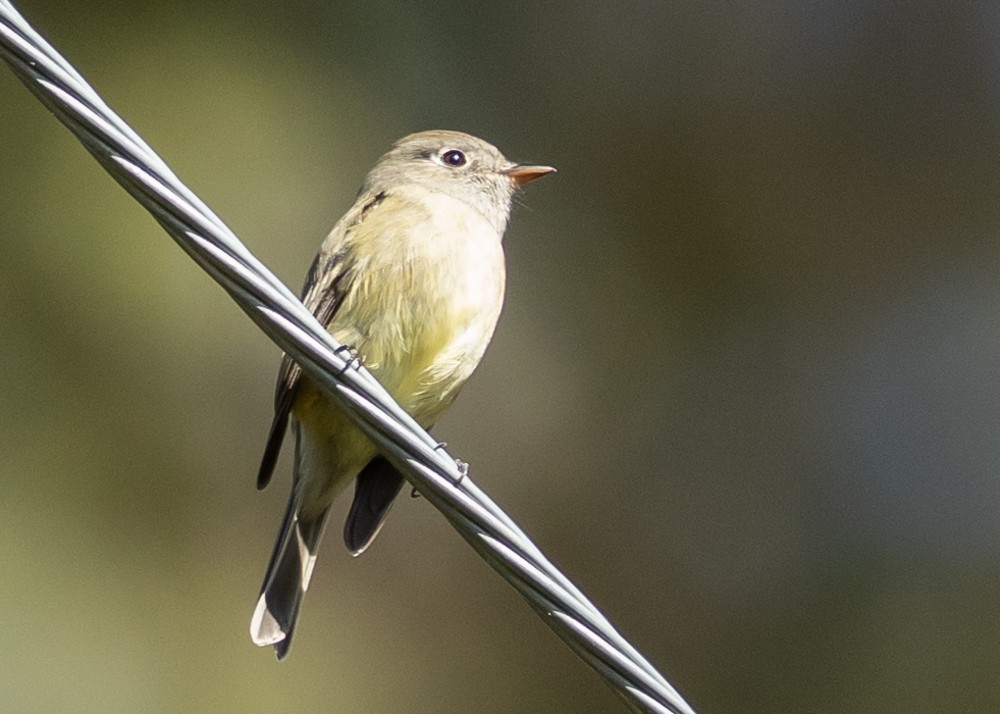Hammond's Flycatcher - ML642991992