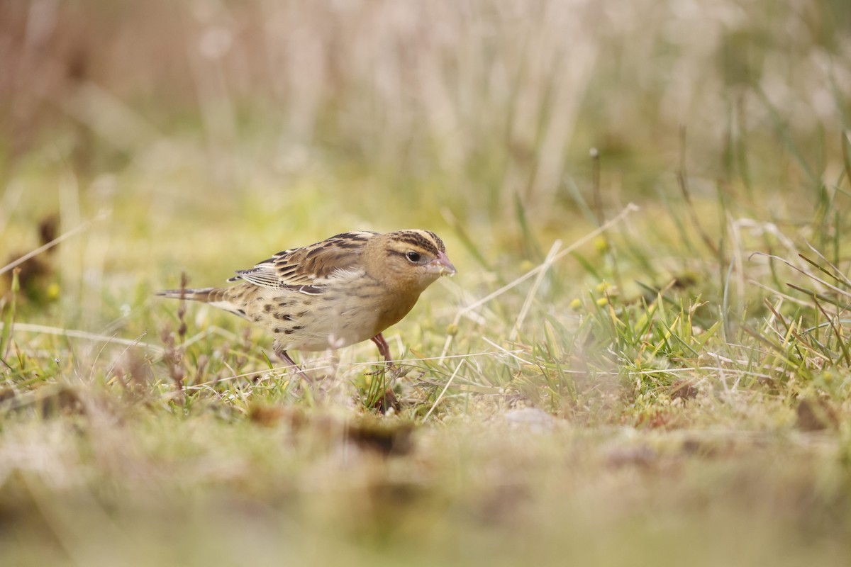 Bobolink - ML642991995
