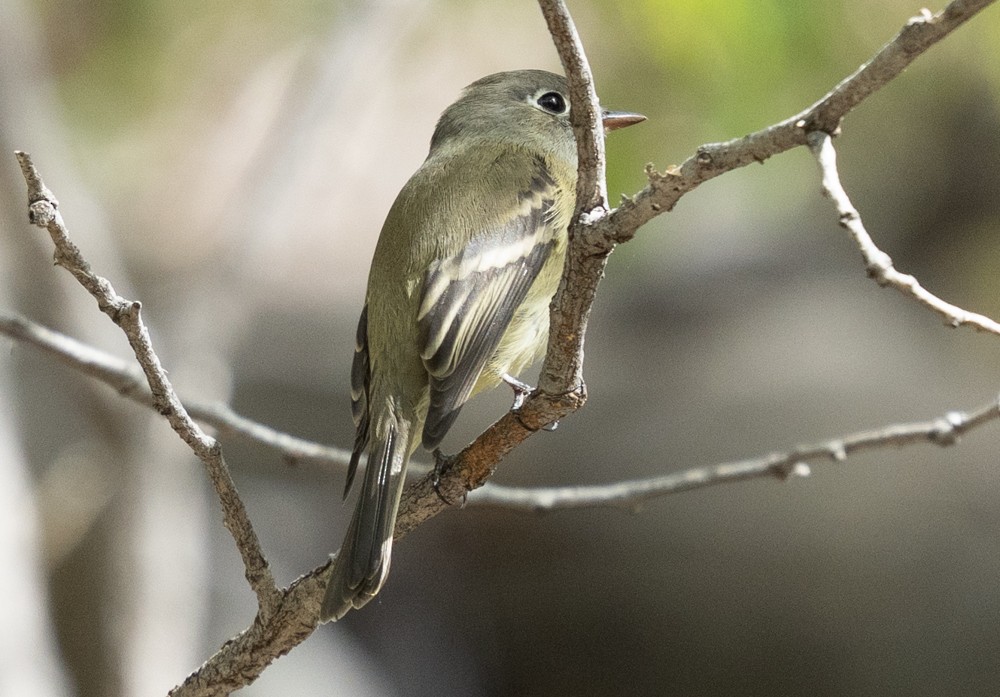 Hammond's Flycatcher - ML642992006