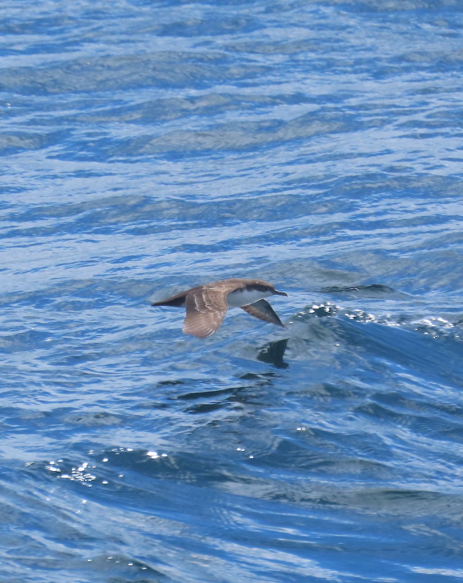 Galapagos Shearwater - ML642992028