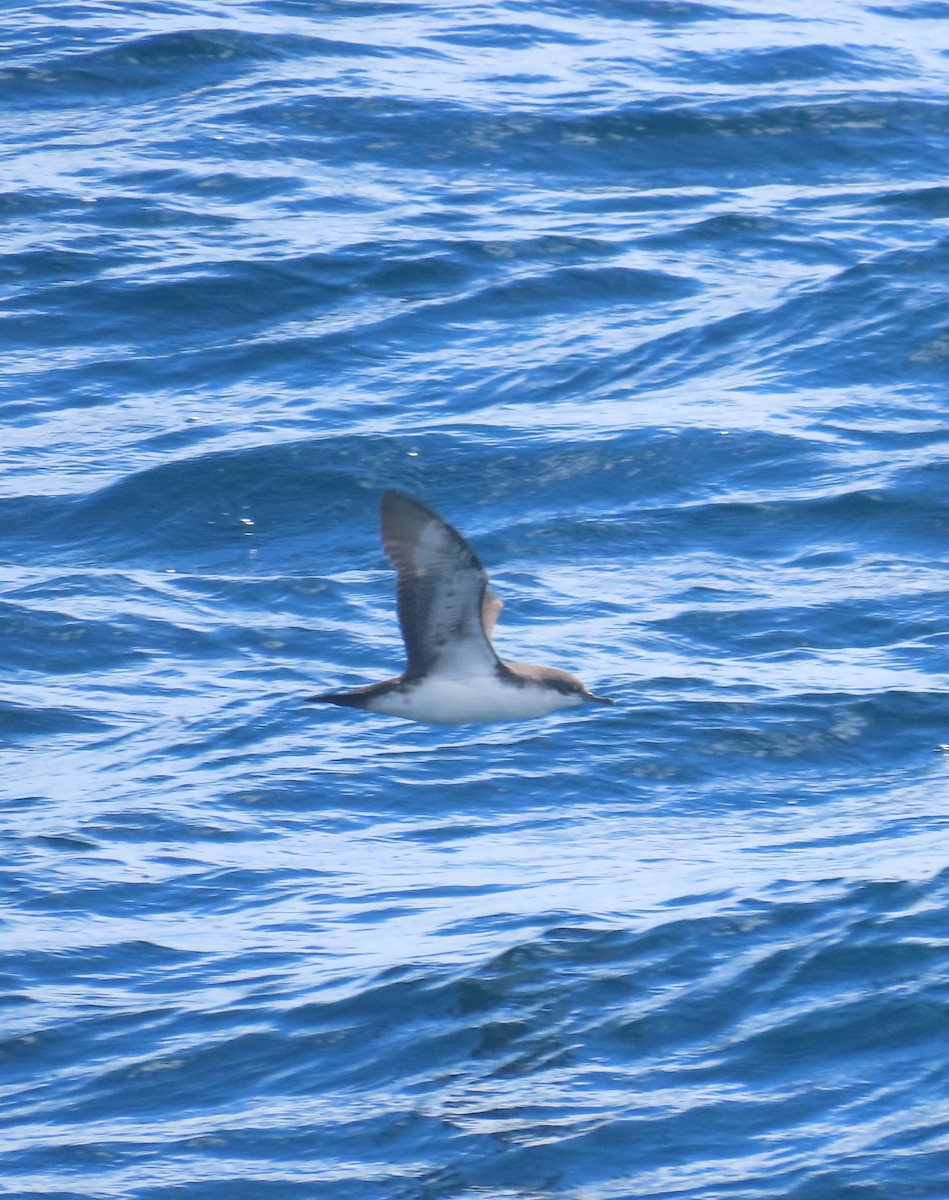 Galapagos Shearwater - ML642992038