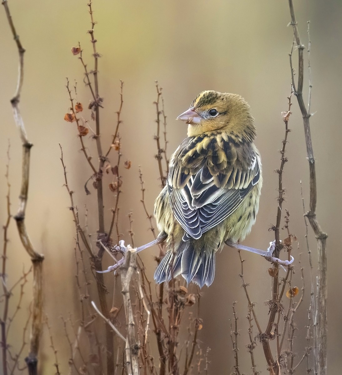 Bobolink - ML642992039