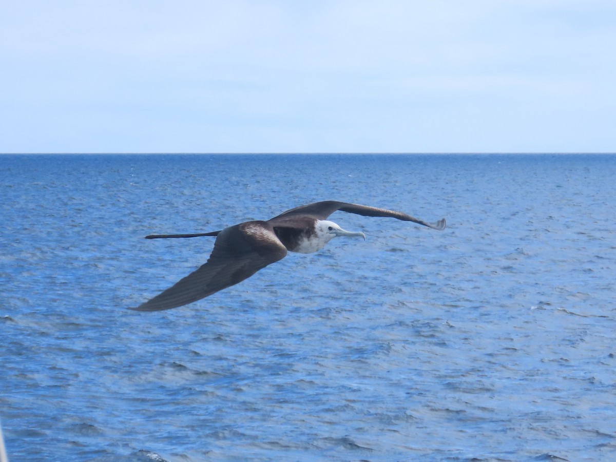 Magnificent Frigatebird - ML642992042