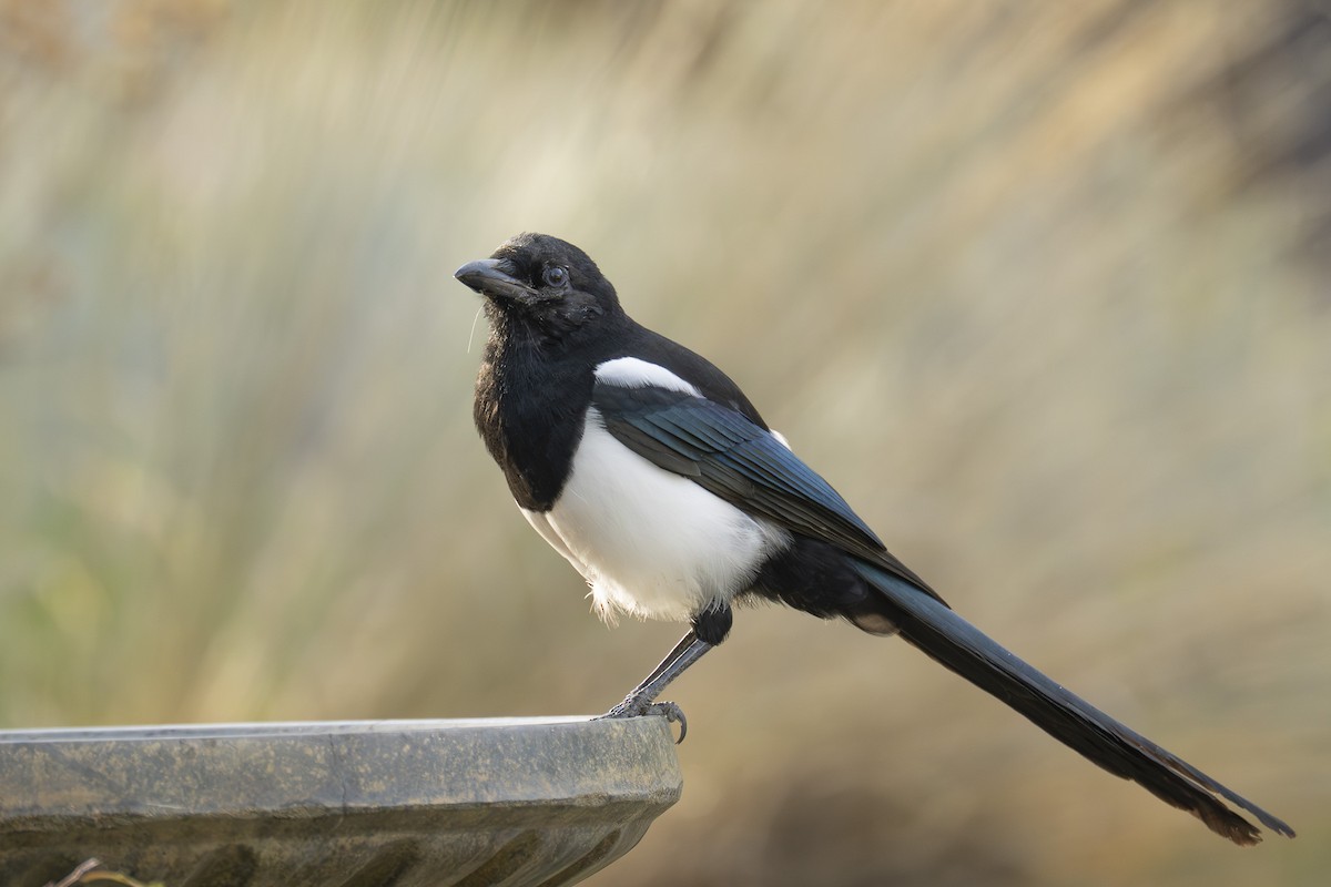 Black-billed Magpie - ML642992044
