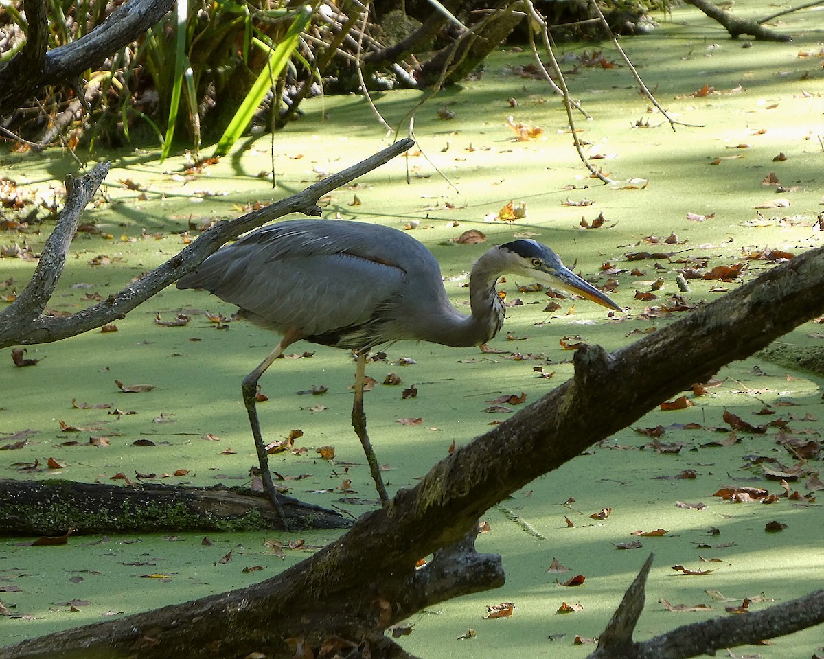 Great Blue Heron - ML642992075