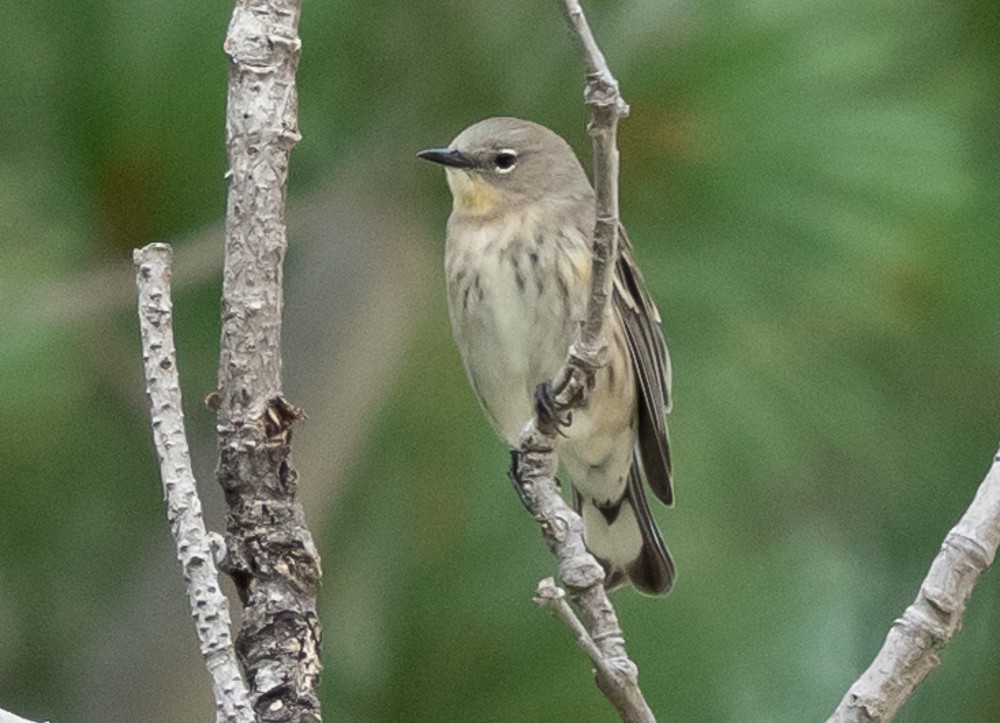 Yellow-rumped Warbler - ML642992111