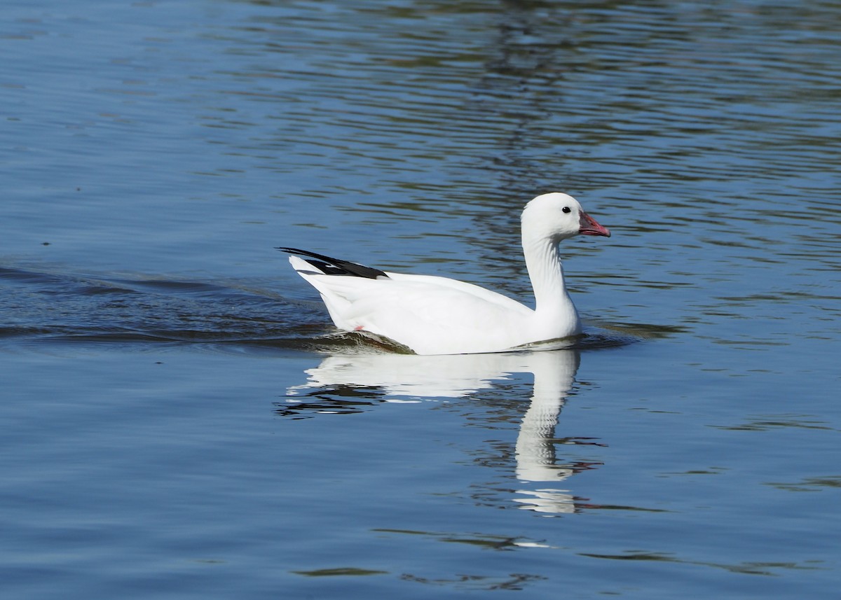 Ross's Goose - ML642992142