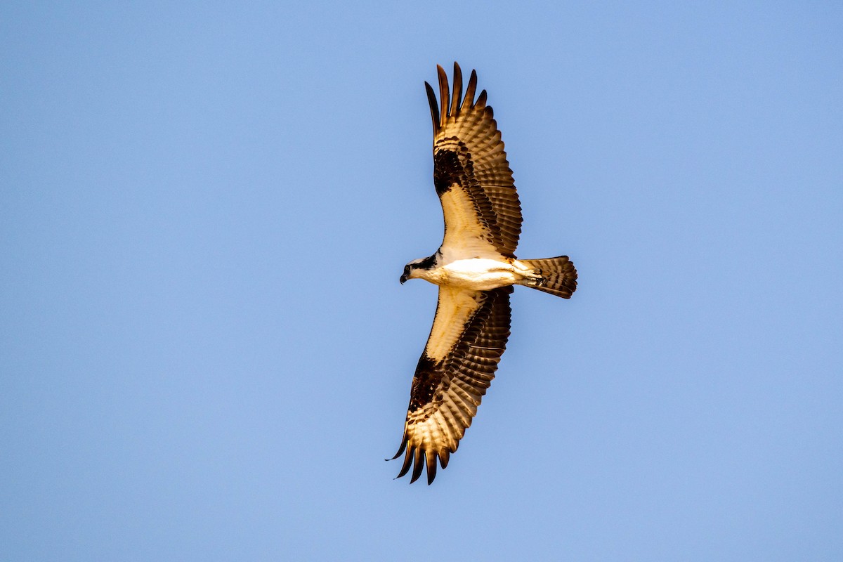 Osprey - ML642992151