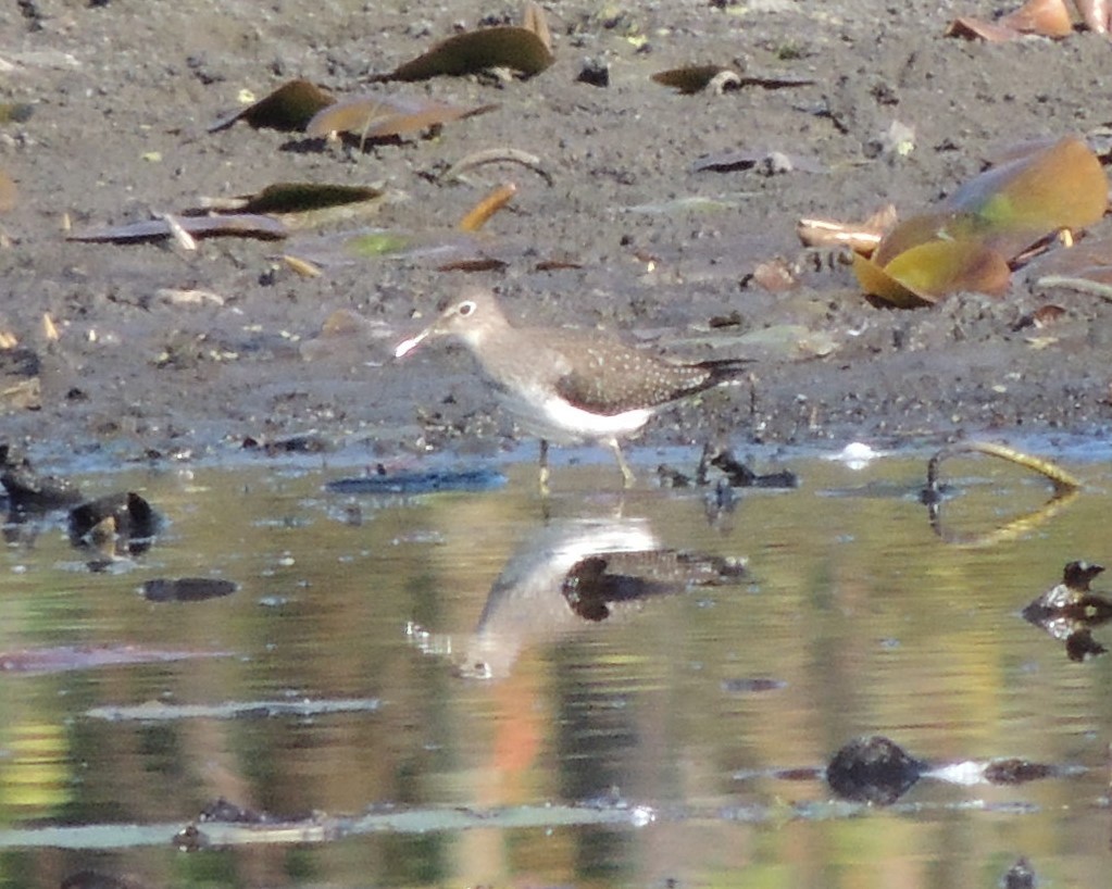 Solitary Sandpiper - ML642992153