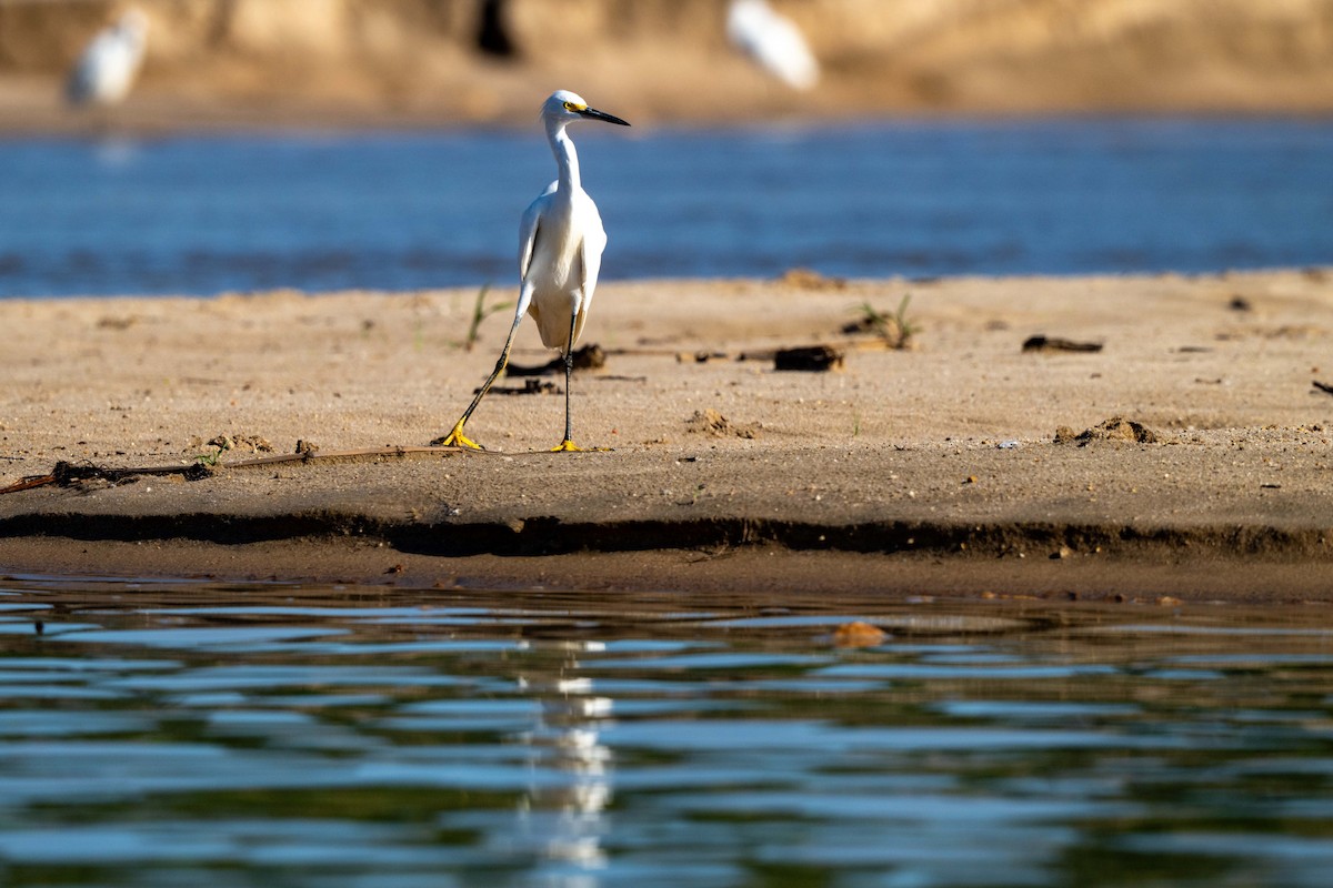 Snowy Egret - ML642992156