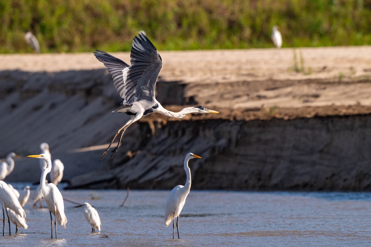 Cocoi Heron - ML642992167